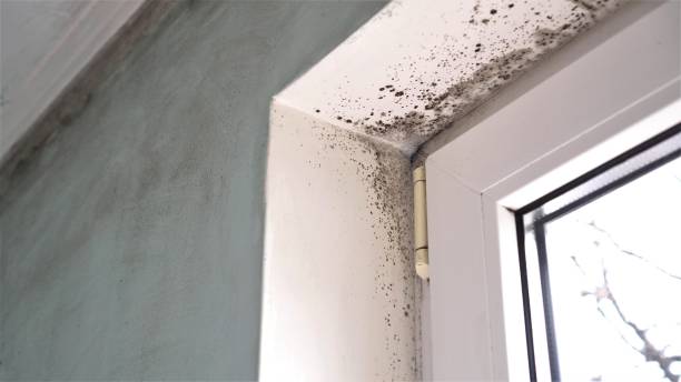 Best Localized Mold Remediation (e.g., coastal areas, humid climates) in Woodworth, LA