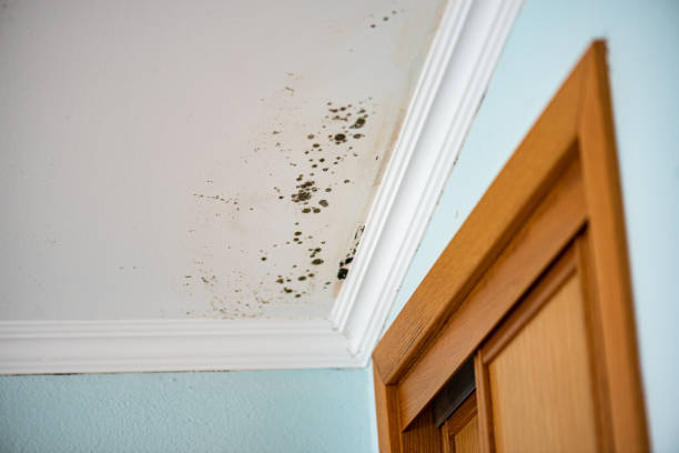 Best Post-Flood Mold Remediation in Woodworth, LA