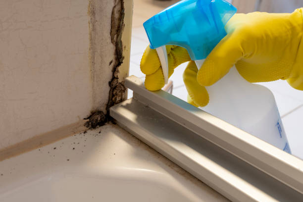 Best Kitchen Mold Remediation in Woodworth, LA