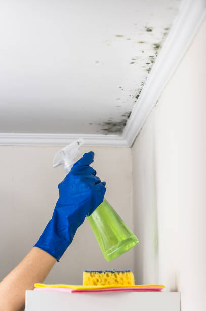 Best Health and Safety Mold Remediation in Woodworth, LA